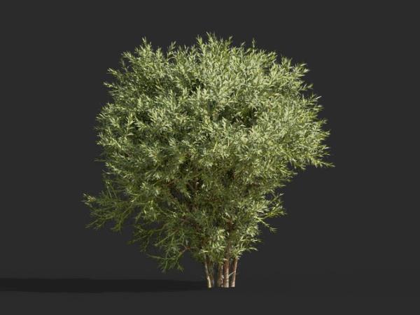 Bush 3D Model